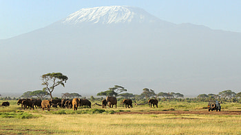 Africa Safari Tour, elephant , savannah chat HD wallpaper