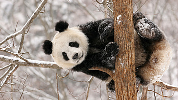 Panda, animal, bear, tree HD wallpaper