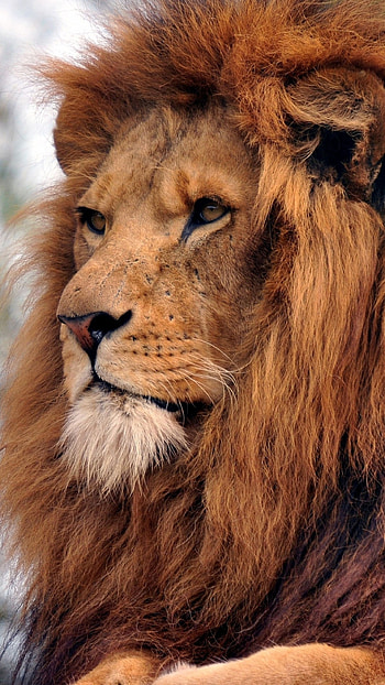 Lion, Majestic mammal, King of the jungle, Wildlife graphy HD phone wallpaper