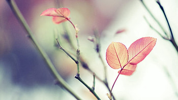 Leaves, Macro, Blur, Smooth, Branches HD wallpaper