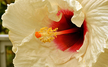 Flower, Macro, Stamens HD wallpaper