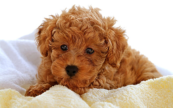 Animals, Dogs HD wallpaper
