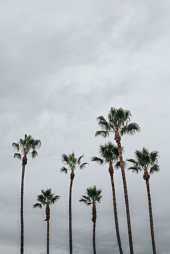 Nature, Trees, Sky, Palms, Tropics HD phone wallpaper