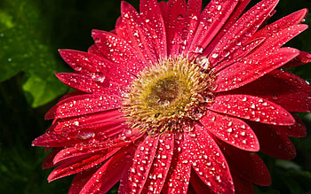 Drops, Flower, Macro, Petals, Wet, Humid HD wallpaper