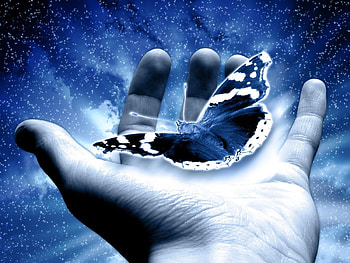 Butterflies, Insects HD wallpaper
