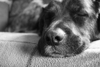 Sleeping dog, dog, cute, animals HD wallpaper