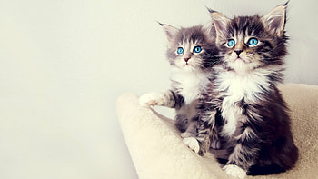 Full kitten , Crisp and clear, beauty, Adorable companions HD wallpaper