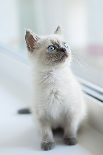 Animals, Kitty, Kitten, Pet, Sight, Opinion, Burmese Cat HD phone wallpaper