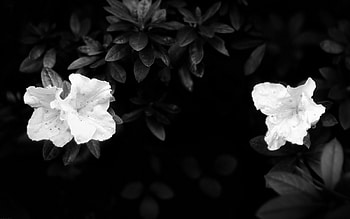 Flowers, Leaves, Dark, Bw, Chb HD wallpaper