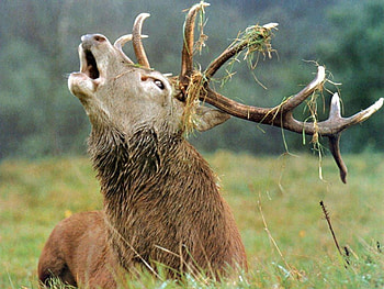 stag lying down, roaring HD wallpaper