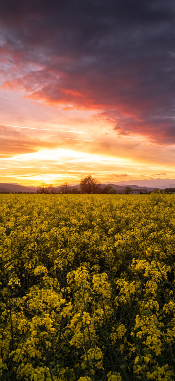 Golden Rapeseed Sunset | Sunlit Yellow Field — | Nature's Rapeseed Glow, yellow flower, nature HD phone wallpaper