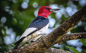 Red-Headed Woodpecker, woodpecker, bird, America, tree HD wallpaper