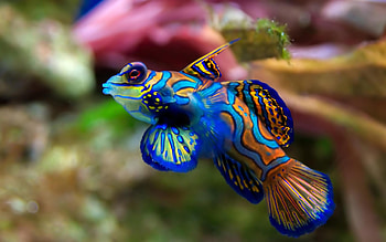 saltwater fish, Vibrant and diverse, Aquarium inhabitants, Captivating underwater HD wallpaper