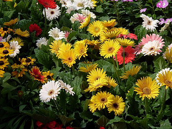 Flowers, Gerberas, Greens, Garden HD wallpaper