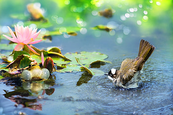 Bird, pasare, cute, summer, pink, pasari, water, vara, lotus HD wallpaper