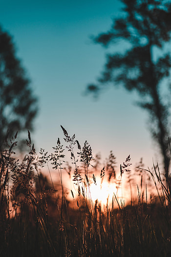 Nature, Sunset, Grass, Evening, Ear HD phone wallpaper