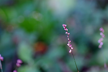 Grass, Plant, Macro, Glare, Bud HD wallpaper