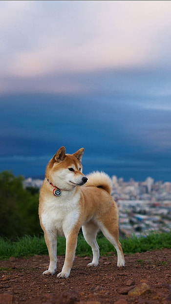Shiba Skyline — Regal Dog, dog, Animal, shiba inu HD phone wallpaper