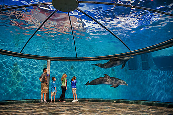 Dolfins, Miscellanea, Miscellaneous, Indianapolis Zoo, Indianapolis HD wallpaper