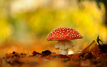 Beautiful , mushroom, Macro amanita, Forest beauty HD wallpaper