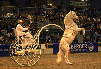 Rearing Up, spanish, andalusian, horses, white, spotted HD wallpaper