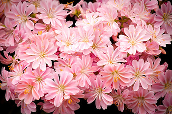 Flowers, Pink, Black Background, Stamens HD wallpaper