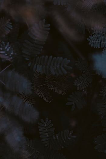 Dark, atmospheric close-up of fern leaves with blurred background, ideal for nature-themed designs. HD phone wallpaper