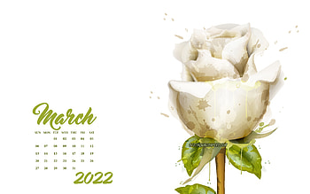 2022 March Calendar, , white rose, white background, 2022 spring calendars, March 2022 Calendar, 2022 concepts HD wallpaper