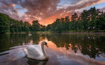 Swans, reflection, trees, lake, sunset HD wallpaper