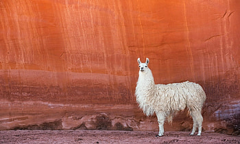 Funny llama expressions, Adorable alpaca family, Cute animal companions, Llama love HD wallpaper