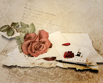 Plants, Holidays, Flowers, Roses HD wallpaper