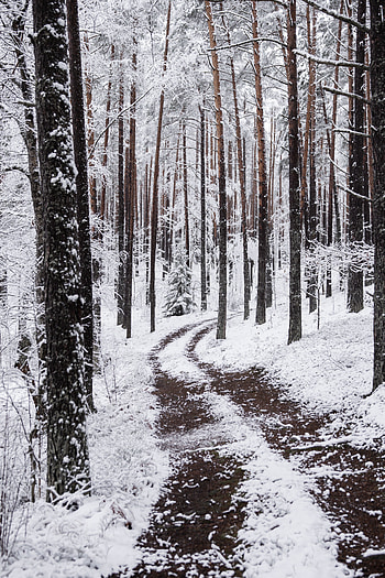 Winter, Nature, Snow, Forest, Branches, Path HD phone wallpaper