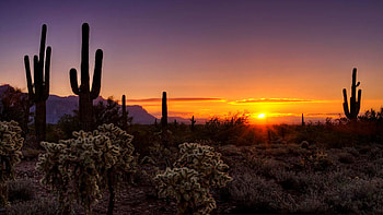 An Arizona Winter Sunrise, sun, cactuses, usa, landscape, saguaro, sky HD wallpaper