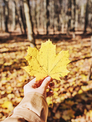 Nature, Autumn, Hand, Sheet, Leaf, Maple, Fallen HD phone wallpaper