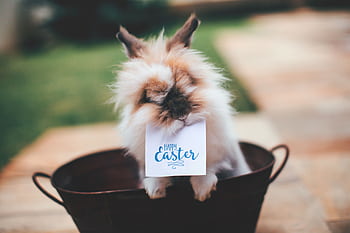 Adorable Lionhead rabbit holding a 'Happy Easter' card in a garden setting. HD wallpaper