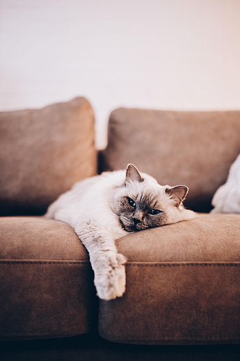 Animals, Cat, Pet, Grey, Siamese Cat HD phone wallpaper