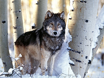 Animals, Wolfs, Snow HD wallpaper