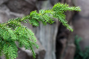 Fir needle , Christmas tree branch, Majestic rocks, Nature's art HD wallpaper