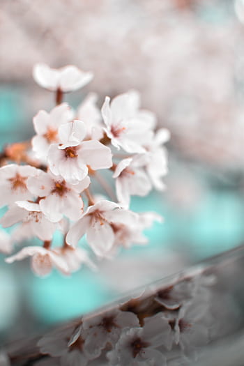 Beautiful close-up of blooming cherry blossoms in spring, capturing delicate petals and vibrant growth. HD phone wallpaper