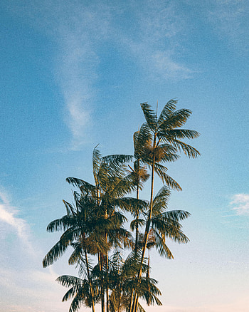 Nature, Trees, Sky, Leaves, Palms, Branches HD phone wallpaper