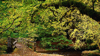 Landscape, Trees HD wallpaper