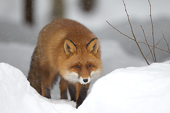 Animals, Winter, Snow, Fox, Forest HD wallpaper