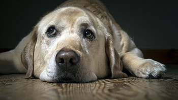 Labrador Sad, labrador, sad, animals, dog HD wallpaper