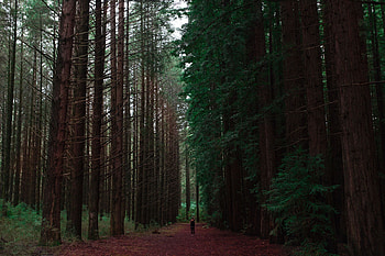Nature, Trees, Forest, Human, Person, Loneliness HD wallpaper