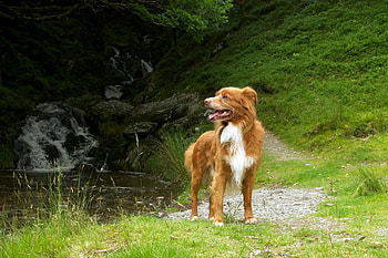 Animals, Summer, Dog, Retriever HD wallpaper