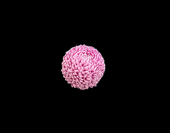 Pink flower ball, minimal HD wallpaper