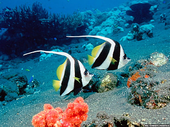 Animals, Sea, Fishes HD wallpaper