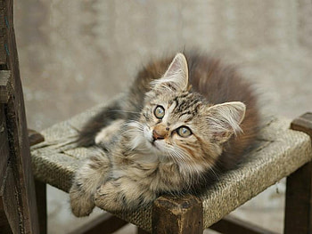 I'm Just Relaxing, fur, eyes, chair, cat HD wallpaper