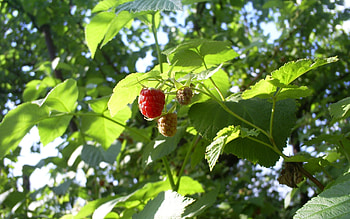 Plants, Raspberry, Berries HD wallpaper