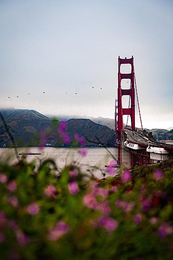 Nature, Flowers, Water, Architecture, Bridge, Design, Construction HD phone wallpaper